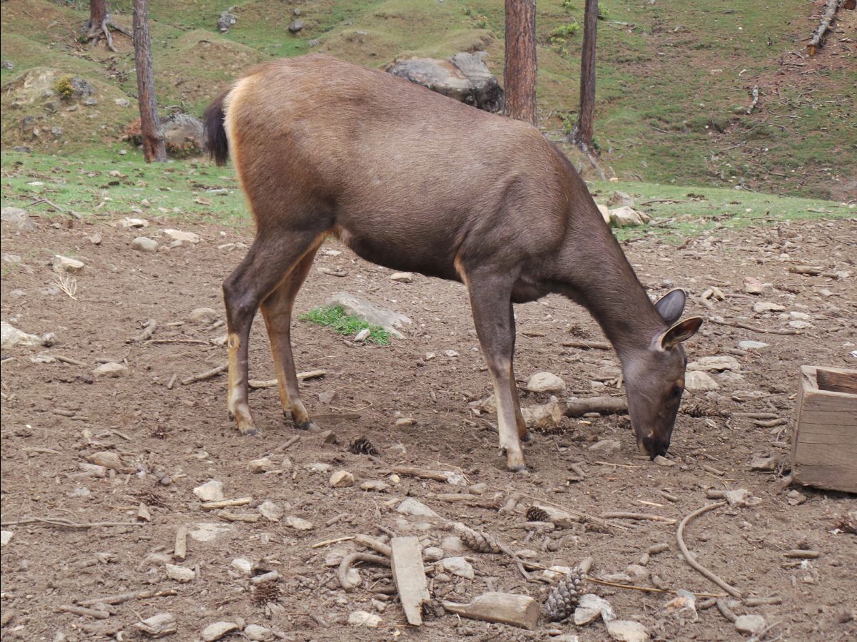 Takin - National Animal03